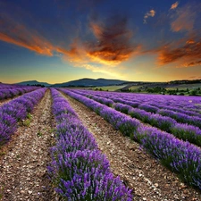 west, Field, lavender, sun