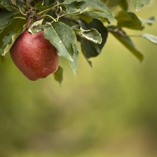 Leaf, Red, apple