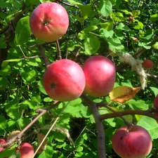 Leaf, Red, apples