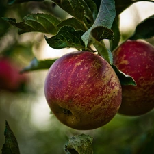 apples, Leaf