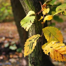 Autumn, Leaf