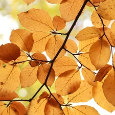 Leaf, Brown, Autumn