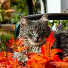 Leaf, cat, Autumn