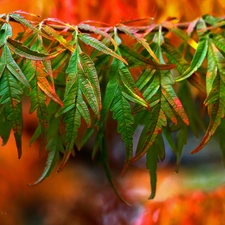 Leaf, color, Autumn