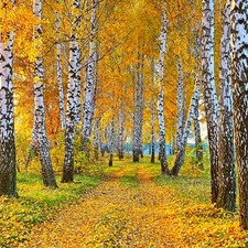 Leaf, autumn, birch, Way, forest