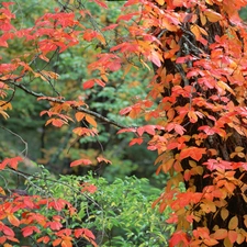 Leaf, autumn, trees, viewes, Park