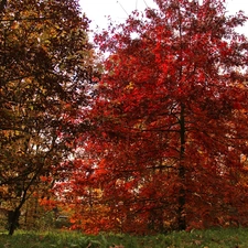 viewes, Garden, Leaf, autumn, Red, trees