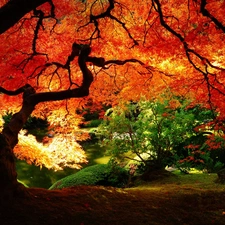 Leaf, autumn, viewes, color, trees