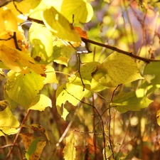 Leaf, Yellow, Autumn