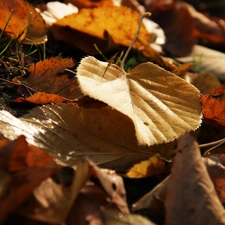 Autumn, Leaf