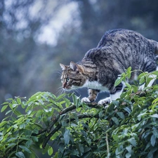 Leaf, cat, branch