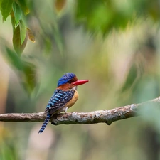 Leaf, kingfisher, branch