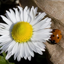 daisy, Gray, leaf, ladybird