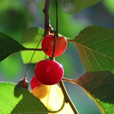 cherries, Fruits, Leaf, Red