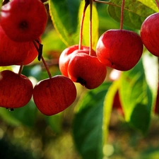 cherries, Leaf