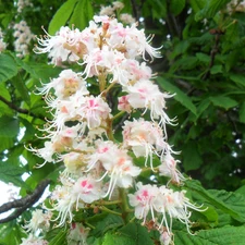 Leaf, flower, chestnut