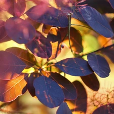 Cotinus Coggygria, color, Leaf, Bush