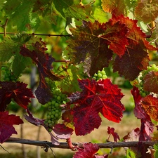 Leaf, Grapes, color