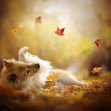 Autumn, Leaf, point, Eurasier, dog