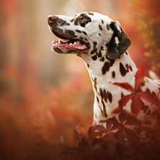 dog, muzzle, Leaf, Dalmatian