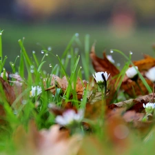 Leaf, droplets, daisies, dry, grass