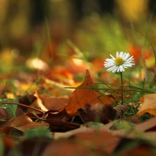 Leaf, daisy, dry