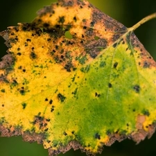 dry, leaf