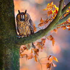 owl, trees, Leaf, Long-eared Owl