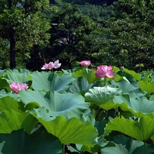 Colourfull Flowers, Big, Leaf, lotus