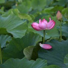 lotus, Colourfull Flowers, petal, developed, Pink, bud, Leaf