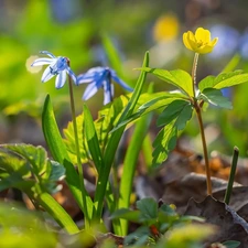Yellow, Colourfull Flowers, Leaf, squill, Flowers