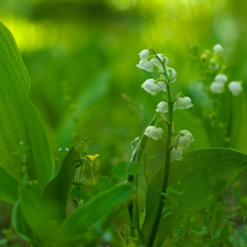 Leaf, lilies, Flowers