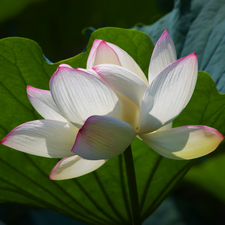 White-Pink, lotus, Leaf, Colourfull Flowers