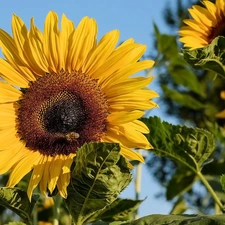 Leaf, Sunflower, Flowers