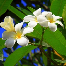 Plumeria, White, Flowers