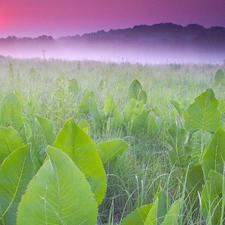 dew, rays, Leaf, Fog, grass, sun