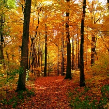 Leaf, autumn, forest