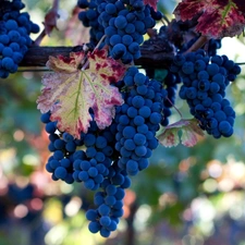 Leaf, bunches, grapes