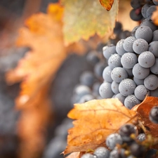 Leaf, spray, grapes