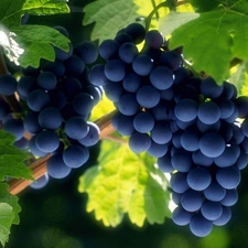 Grapes, Leaf