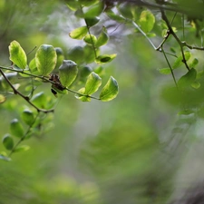 Twigs, green ones, Leaf