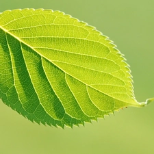 Green, leaf