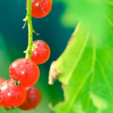 red hot, green ones, Leaf, currant