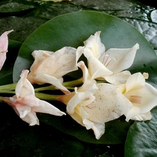 gladiolus, Leaf
