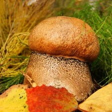 Leaf, Red, Leccinum