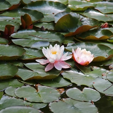 lilies, Big, Leaf, water