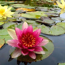 lilies, water, Leaf, water