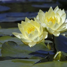 Leaf, water, lilies