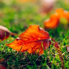Meadow, Autumn, Leaf, grass