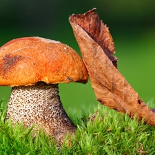 Mushrooms, grass, leaf, Kozak